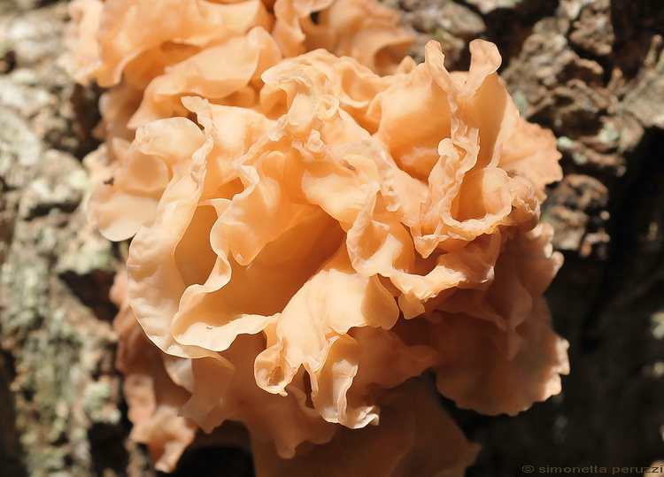 Tremella? (cfr. Tremella foliacea)